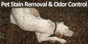 Pet Stain Removal & Odor Control